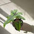 Alocasia &