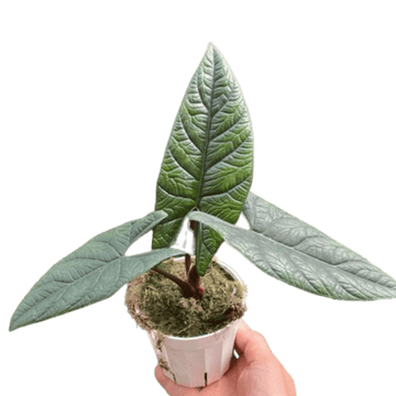 Alocasia &