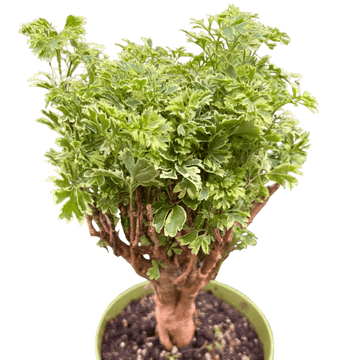 Aralia Ming Gold Mini Bonsai - Ethereal Company