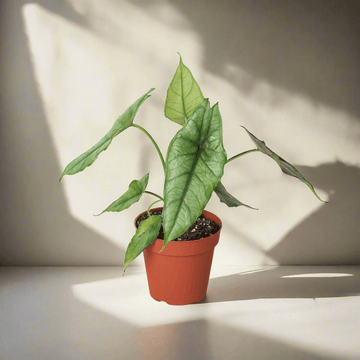 Alocasia &