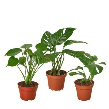 Monstera Bundle - Ethereal Company-Bundle