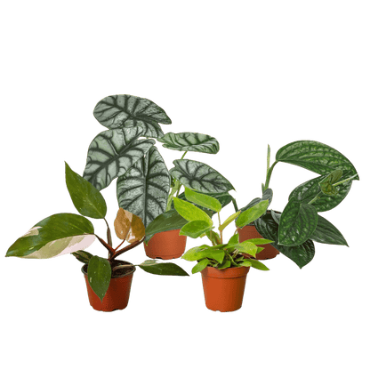 Rare Plant Bundle - Ethereal Company