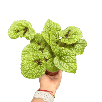 Begonia &