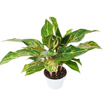 Chinese Evergreen &