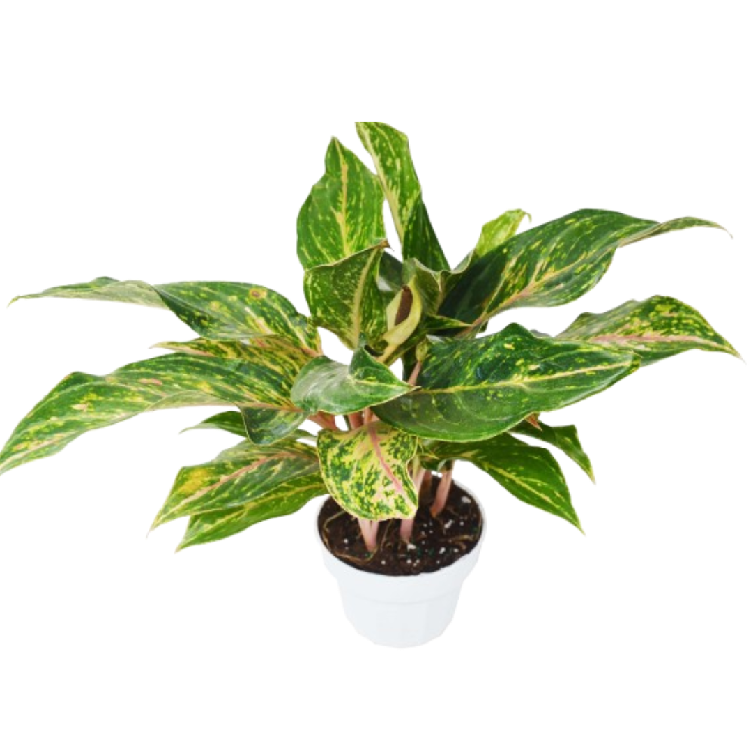 Chinese Evergreen &