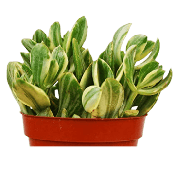 Crassula Ovata &