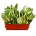 Crassula Ovata &