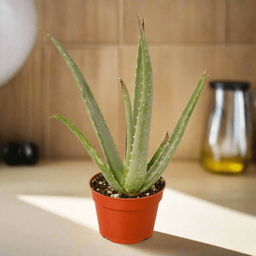 Aloe Vera - Ethereal Company