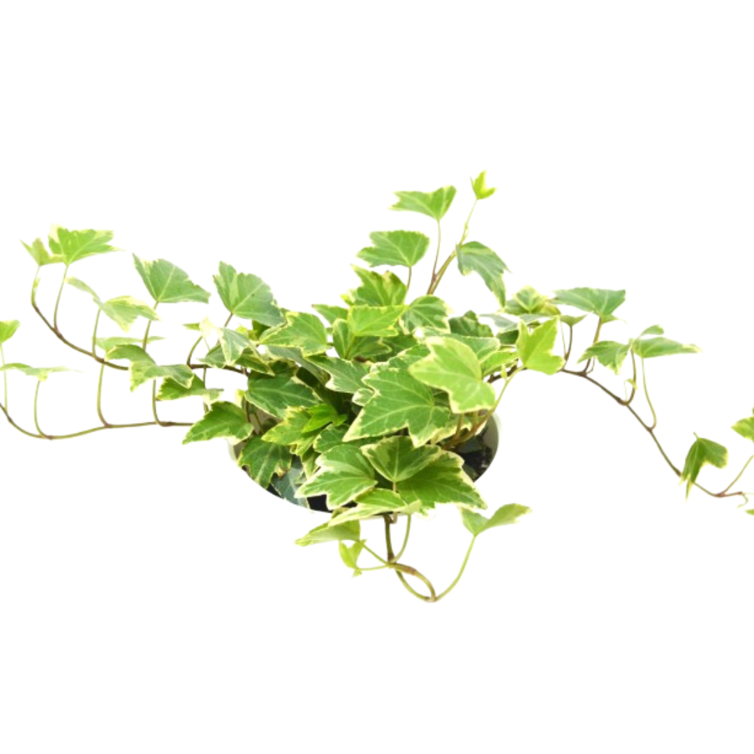 English Ivy &