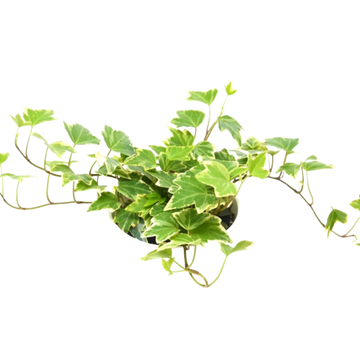 English Ivy &