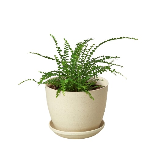 Fern &
