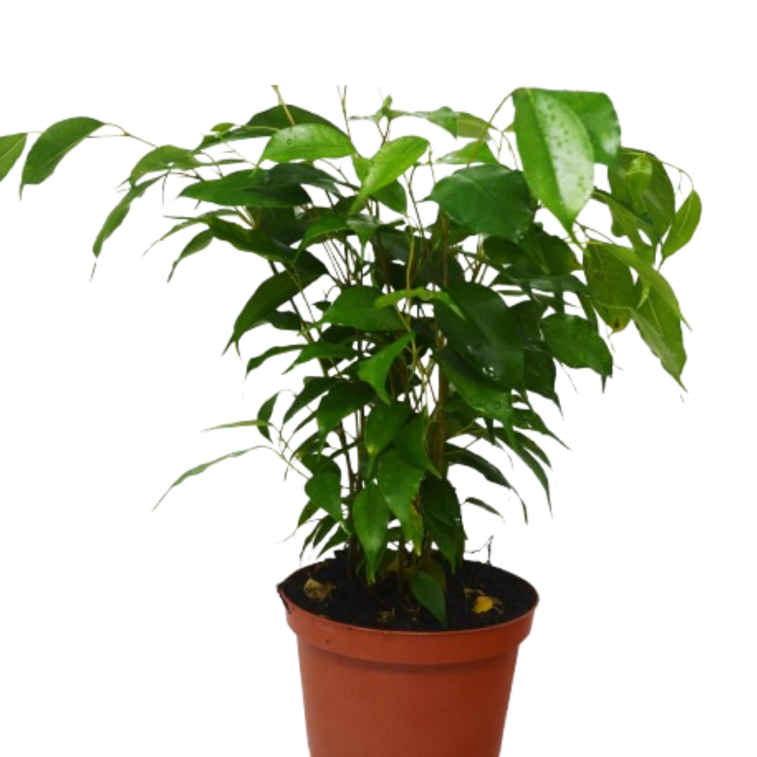 Ficus &