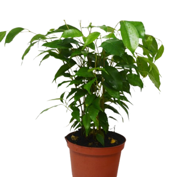 Ficus &