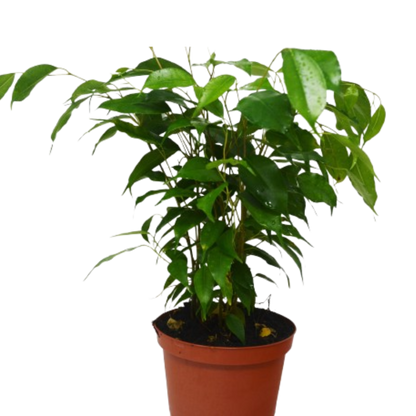 Ficus &