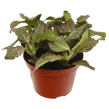 Fittonia &