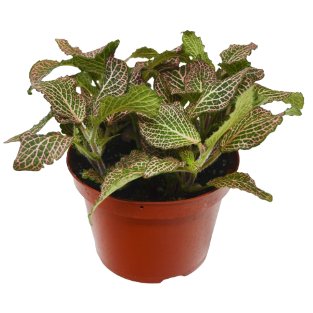 Fittonia &