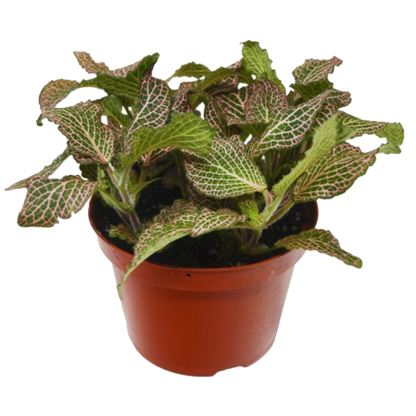Fittonia &