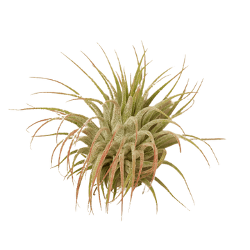 Tillandsia Air Plant Ionantha Guatemala - Ethereal CompanyAir PLants