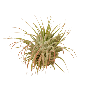 Tillandsia Air Plant Ionantha Guatemala