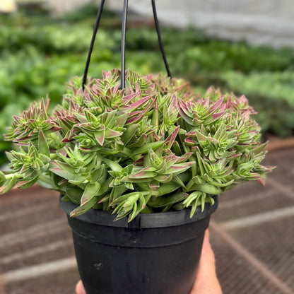 Succulent Crassula Capitella Red