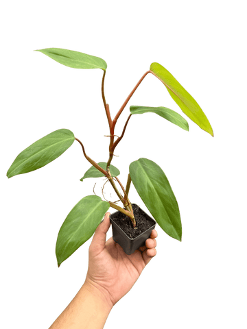 Philodendron Red Emerald - Ethereal Company-Indoor Plants