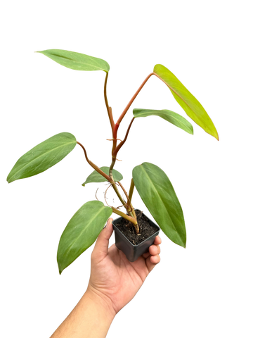 Philodendron Red Emerald