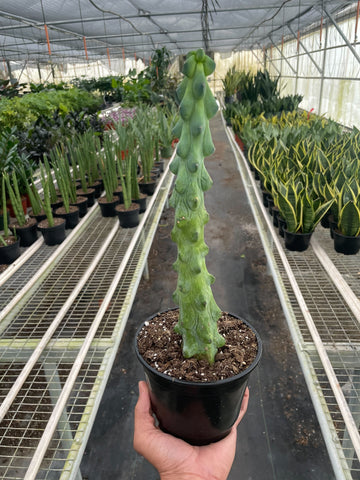 Boobie Cactus - Ethereal Company