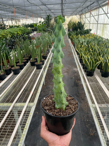 Boobie Cactus - Ethereal Company