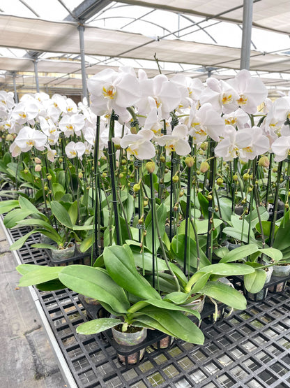 Orchid &
