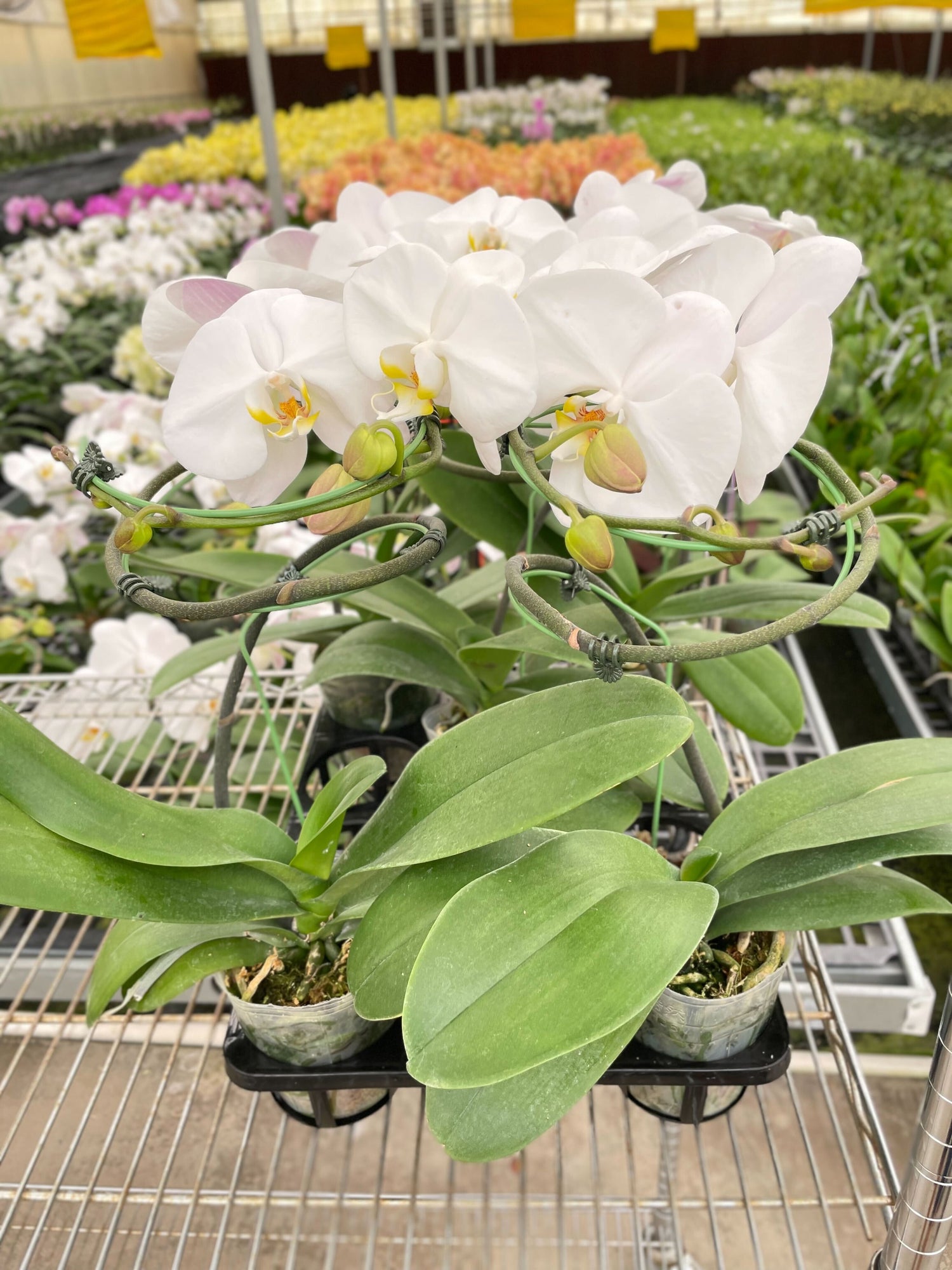 Orchid &