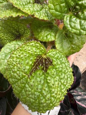 Begonia &