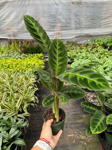 Calathea &