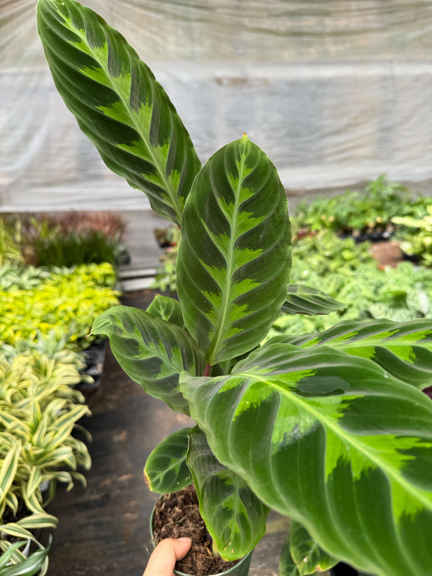 Calathea &