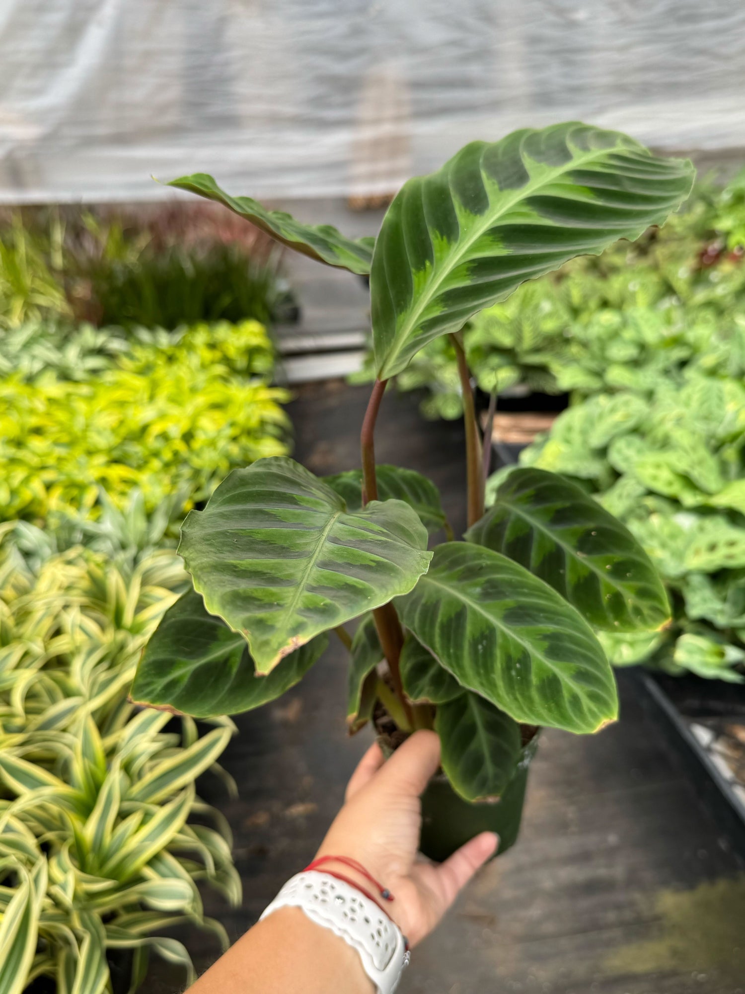 Calathea &