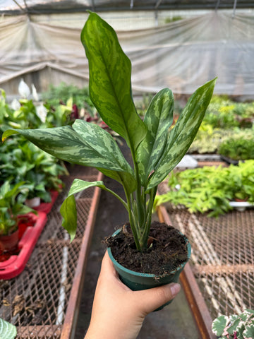 Chinese Evergreen &