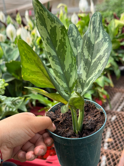 Chinese Evergreen &