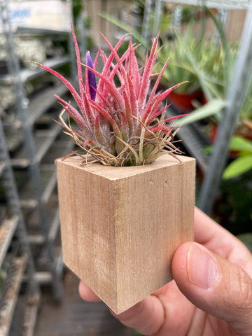Tillandsia Air Plant Ionantha in Magnetic Wood Planter - Ethereal Company-Air PLants