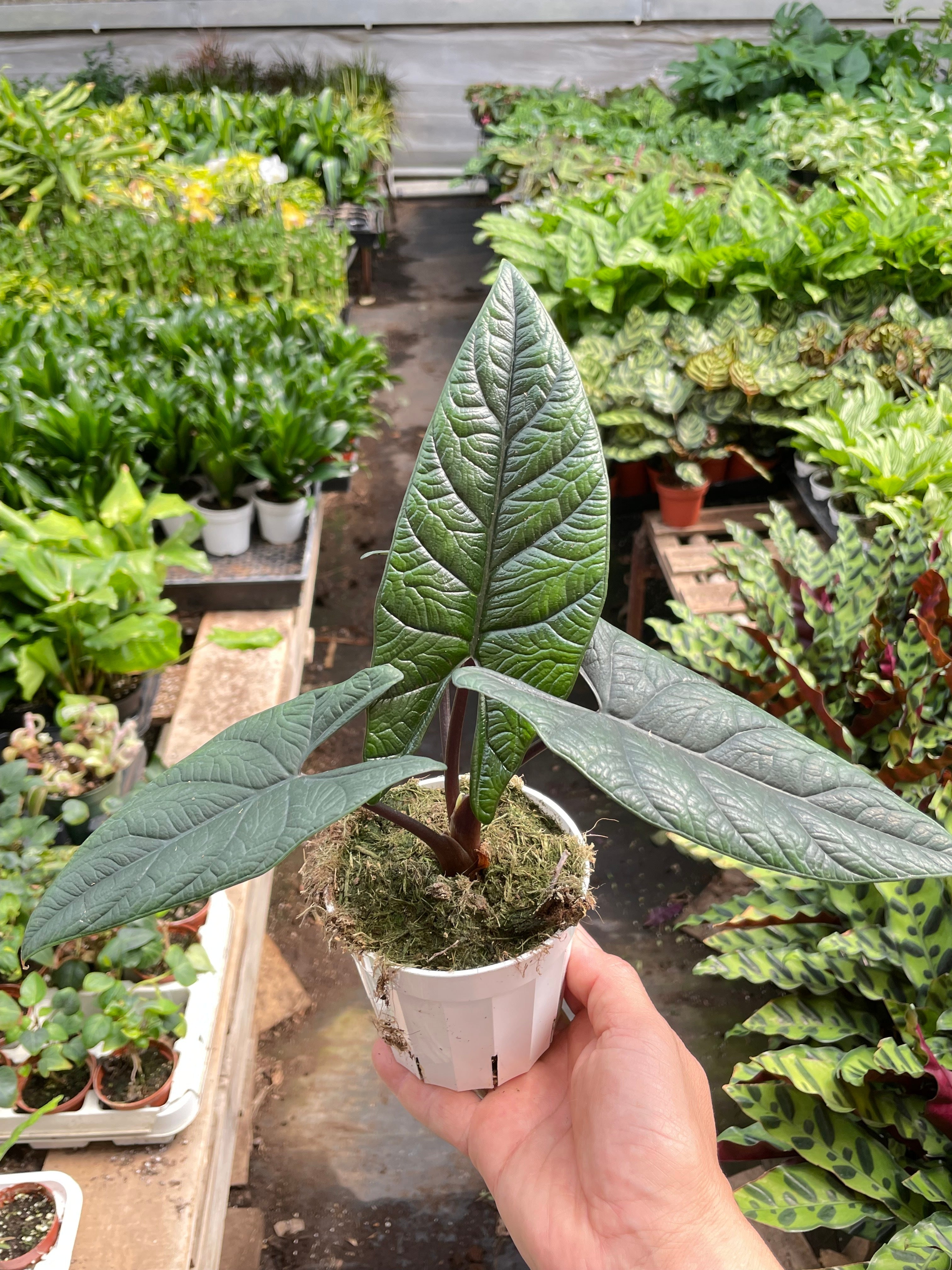 Alocasia &