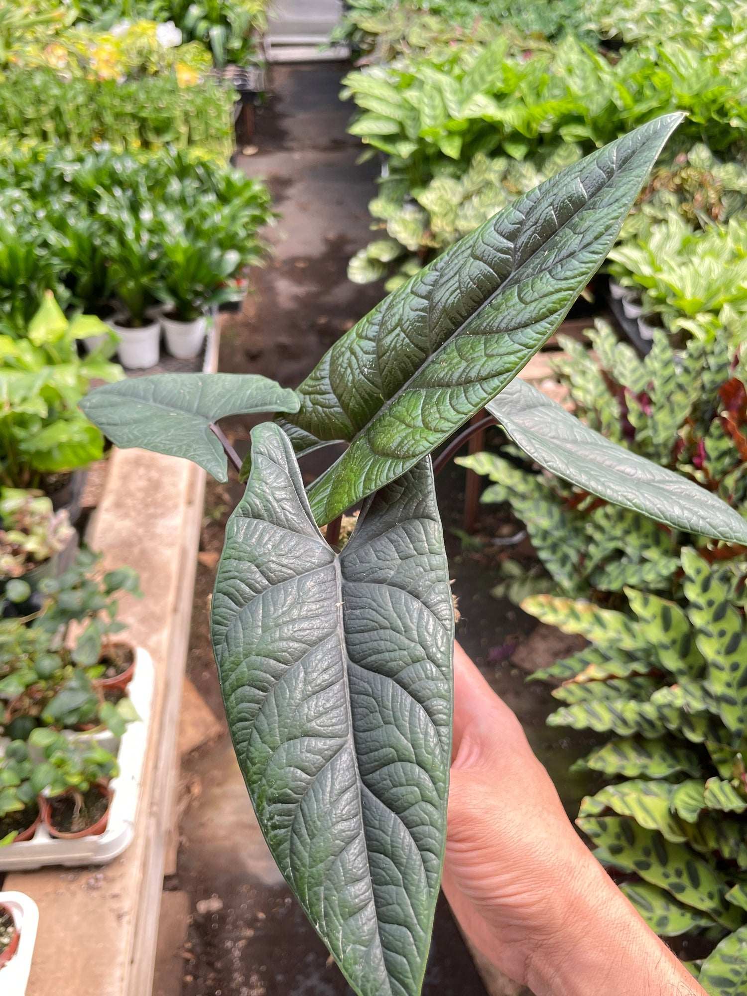 Alocasia &