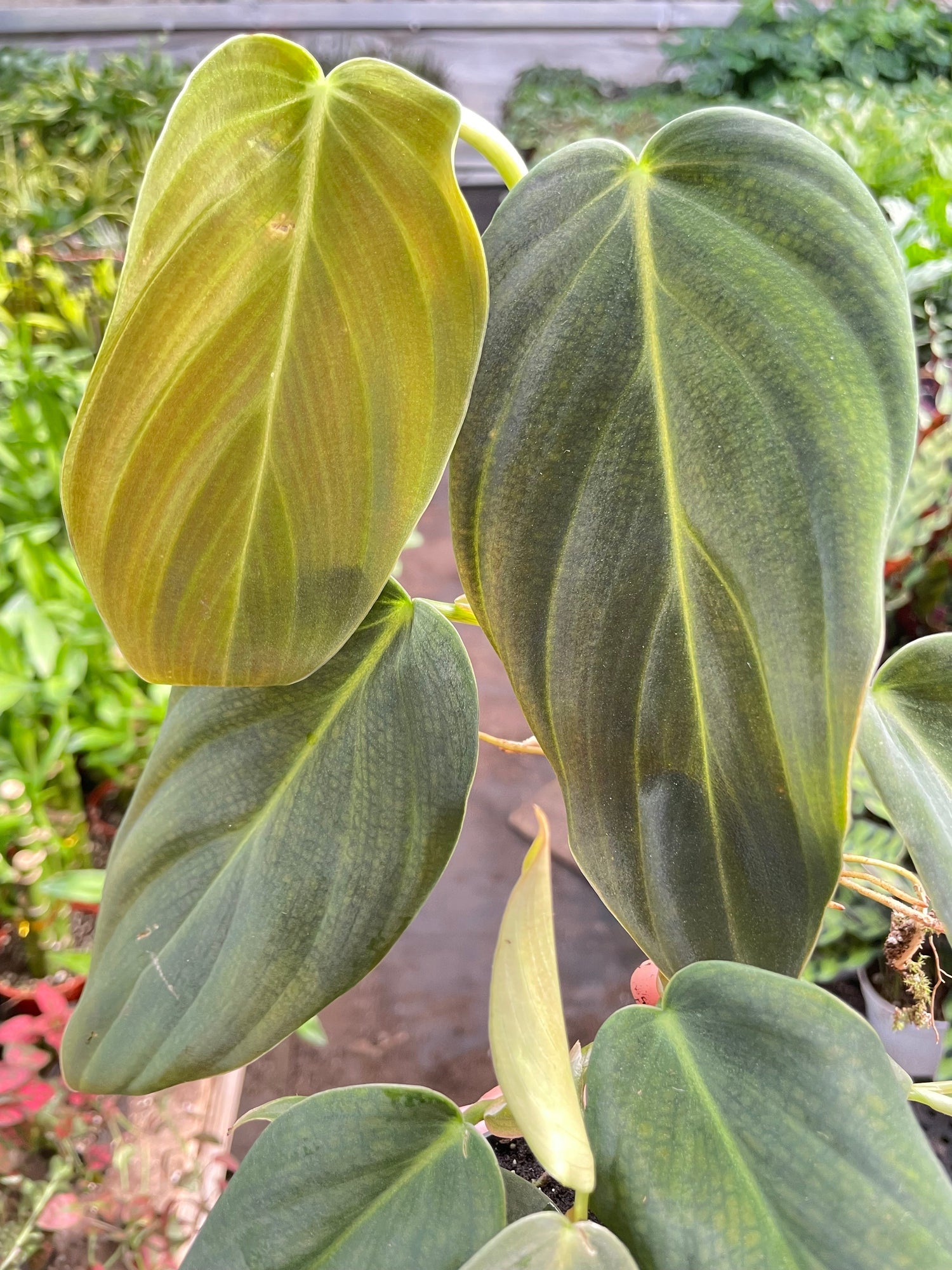 philodendron gigas stem Philodendron Gigas
