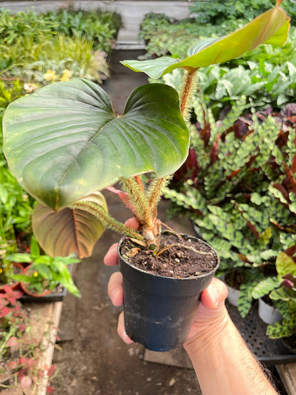 Philodendron &