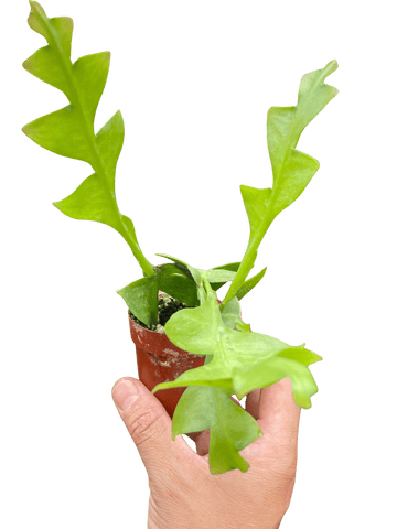 Shark Tooth Orchid Cactus - Ethereal CompanyIndoor Plants