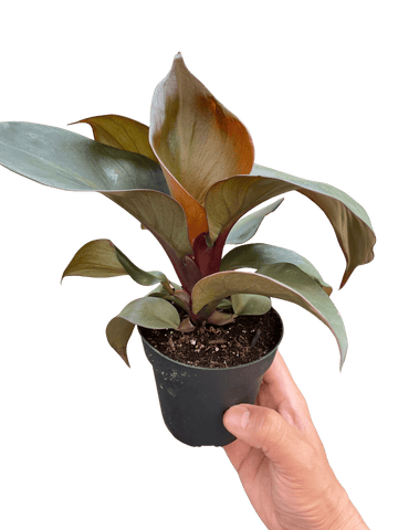 Philodendron &