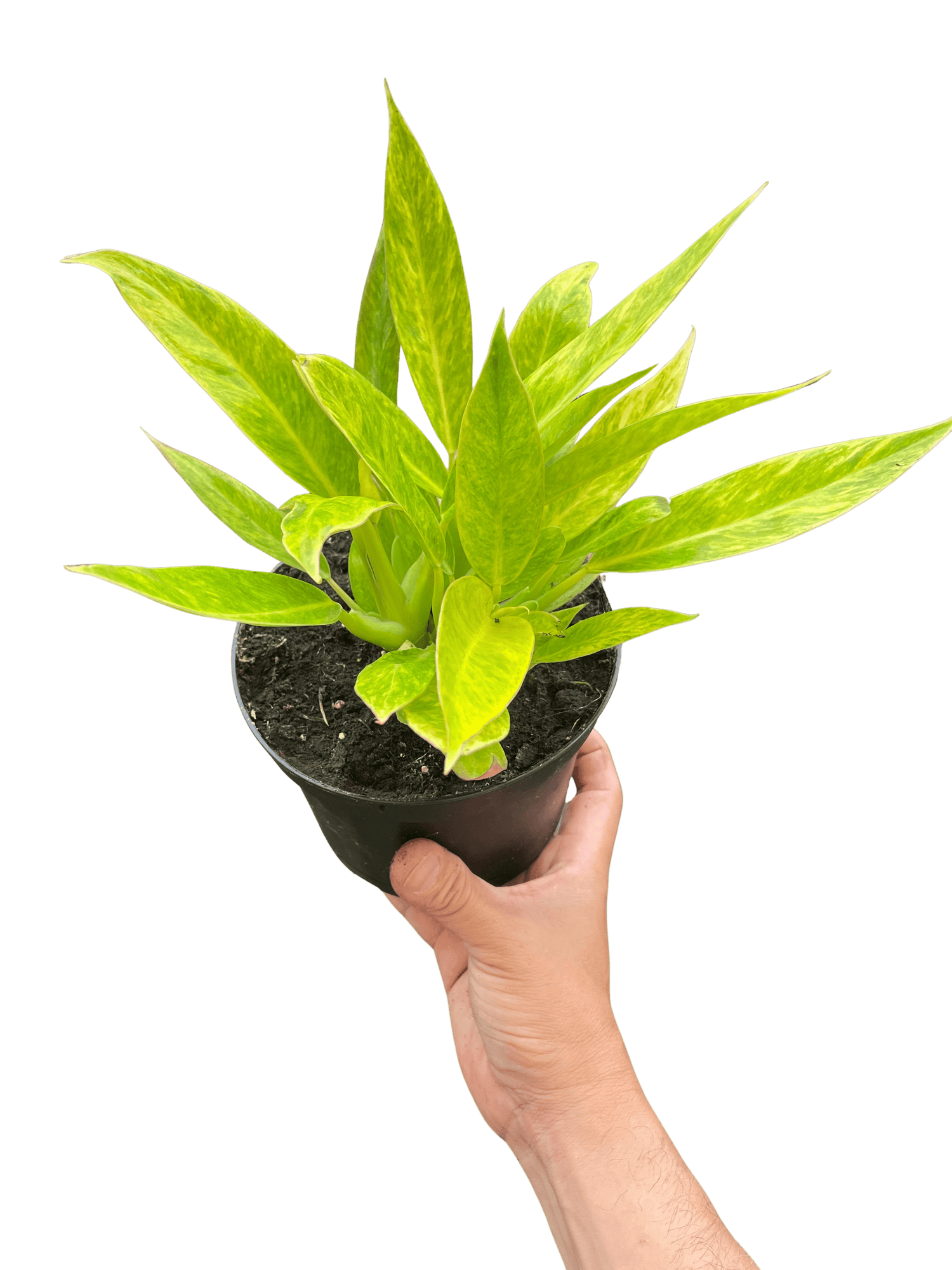 Philodendron &