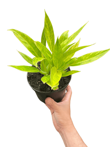 Philodendron &