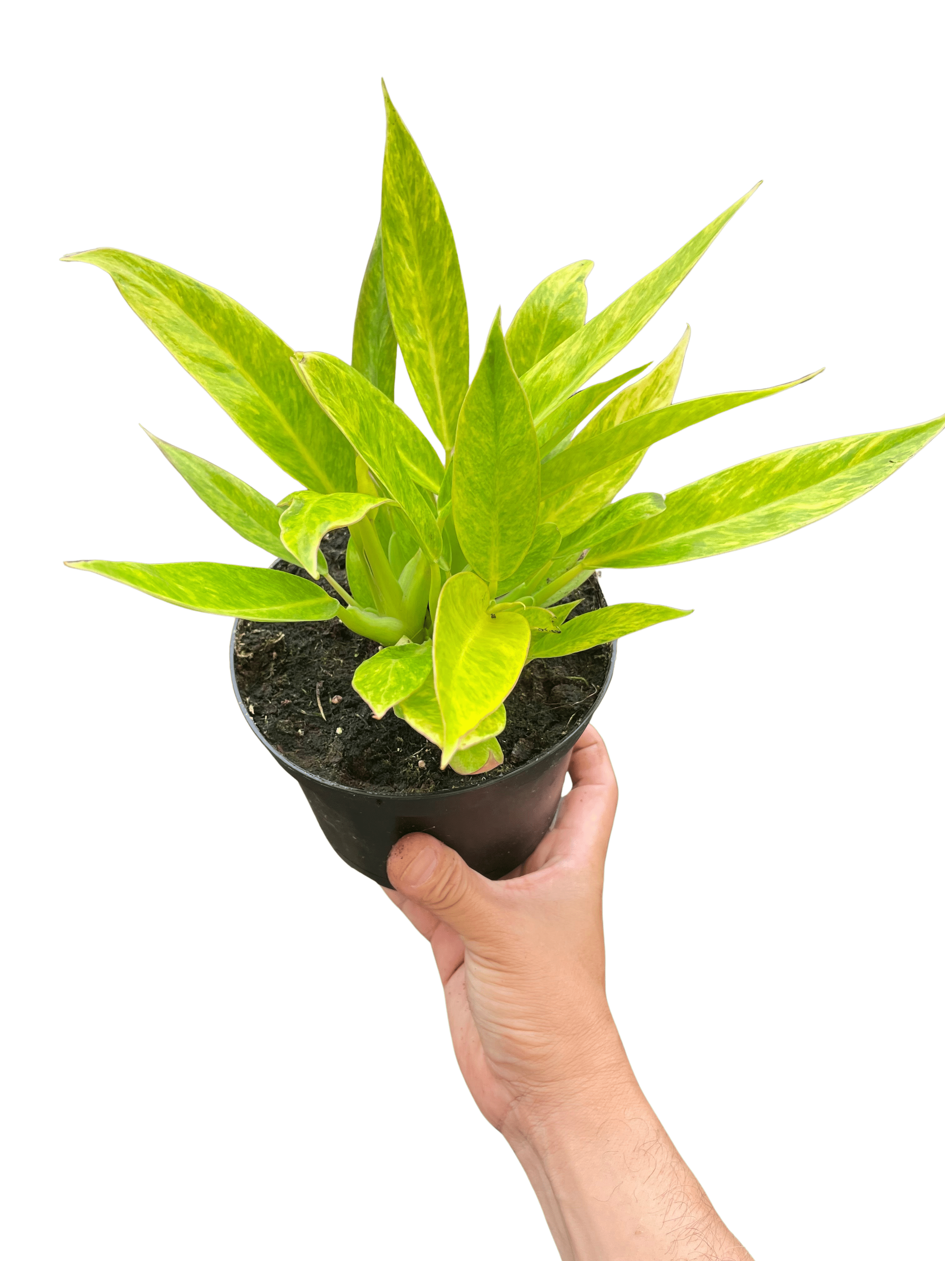 Philodendron &