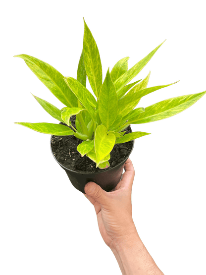 Philodendron &
