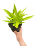 Philodendron &