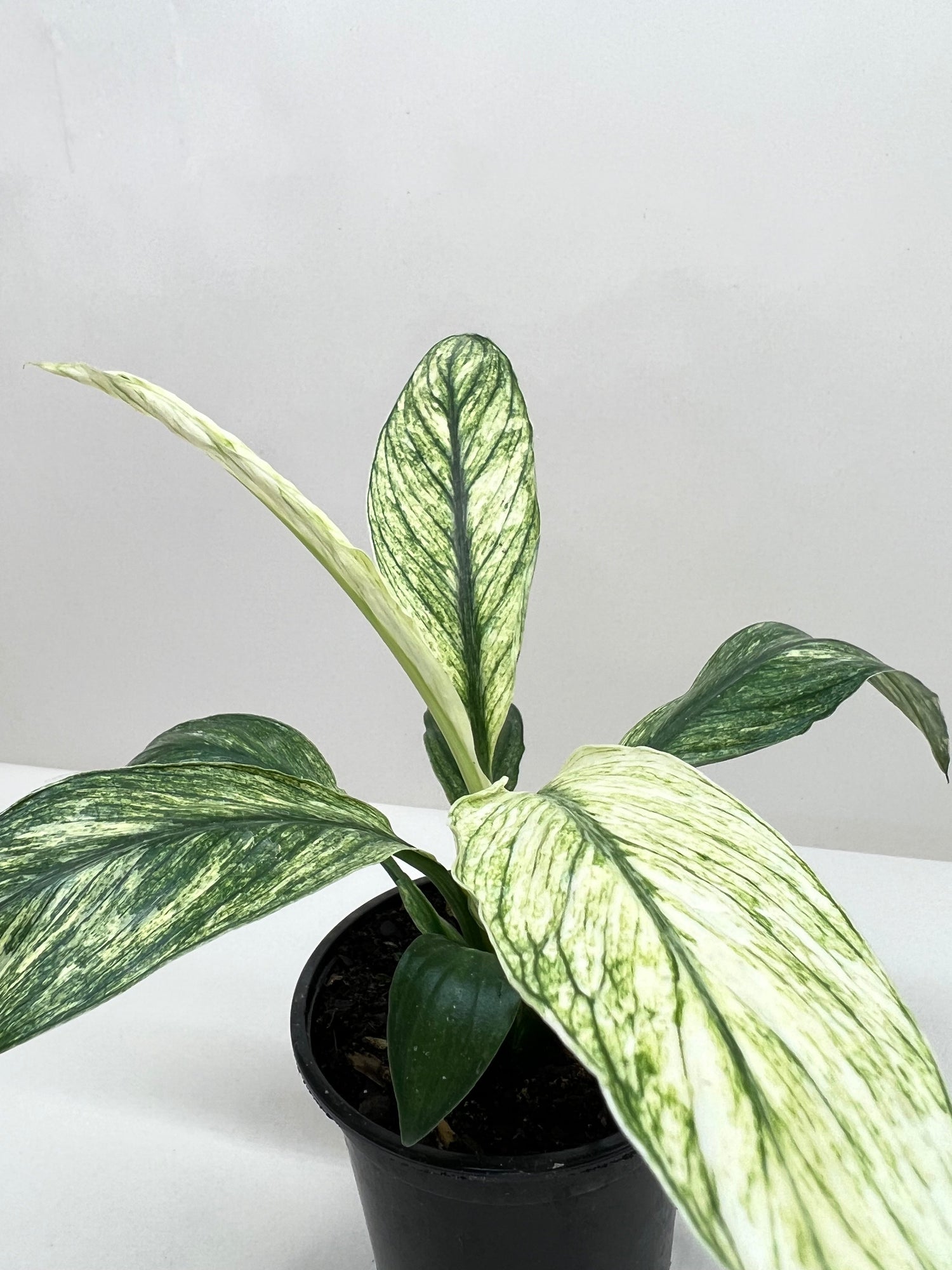 Spathiphyllum Jessica - Ethereal Company-Default