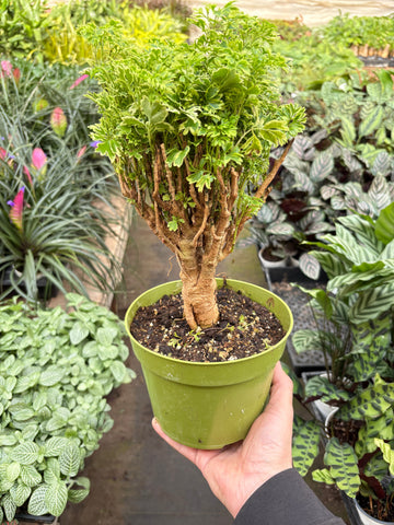 Aralia Ming Gold Mini Bonsai - Ethereal Company
